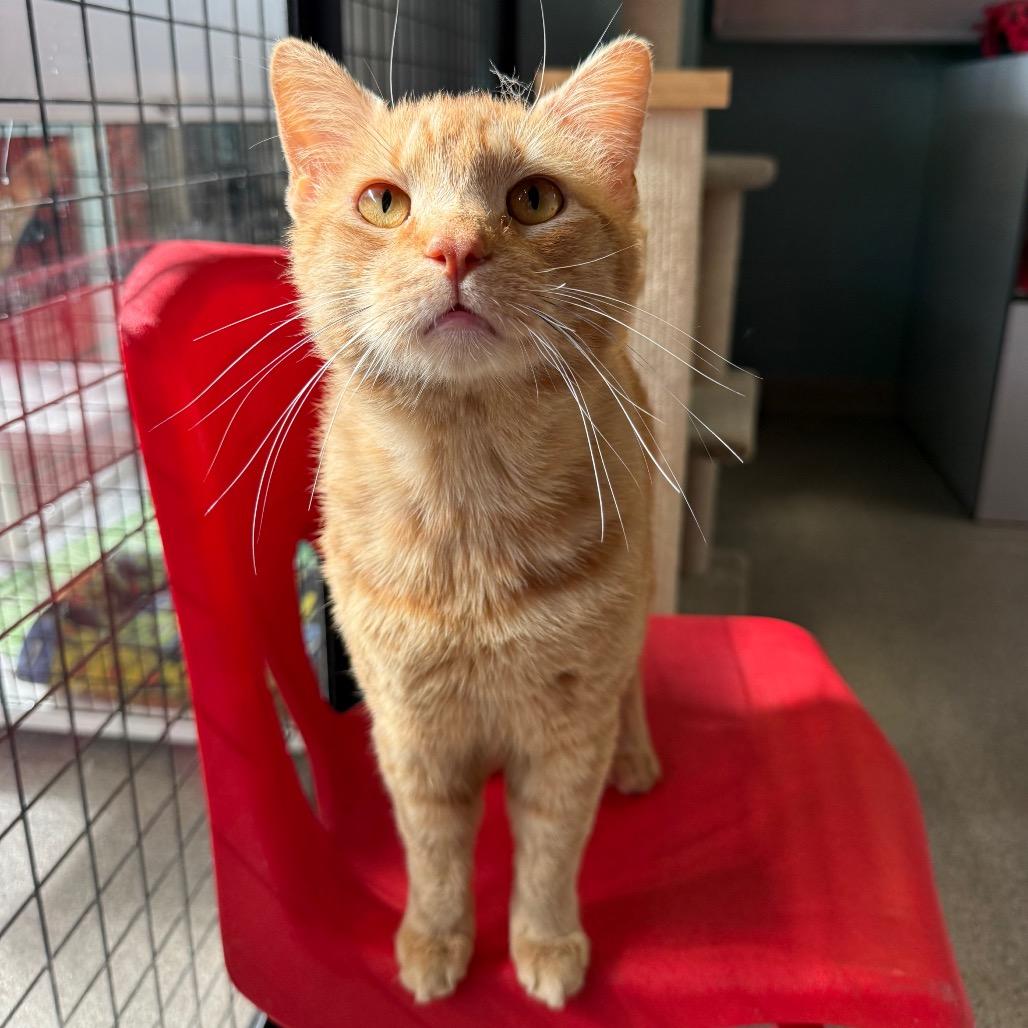 Enlarge Ginger Boy, a Adoptable Domestic Short Hair in Sarasota, FL image 1/3
