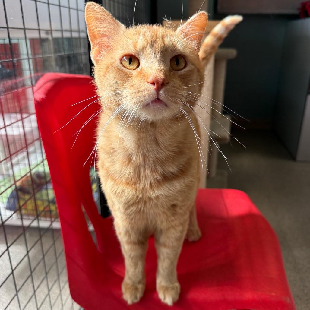 Enlarge Ginger Boy, a Adoptable Domestic Short Hair in Sarasota, FL image 2/3