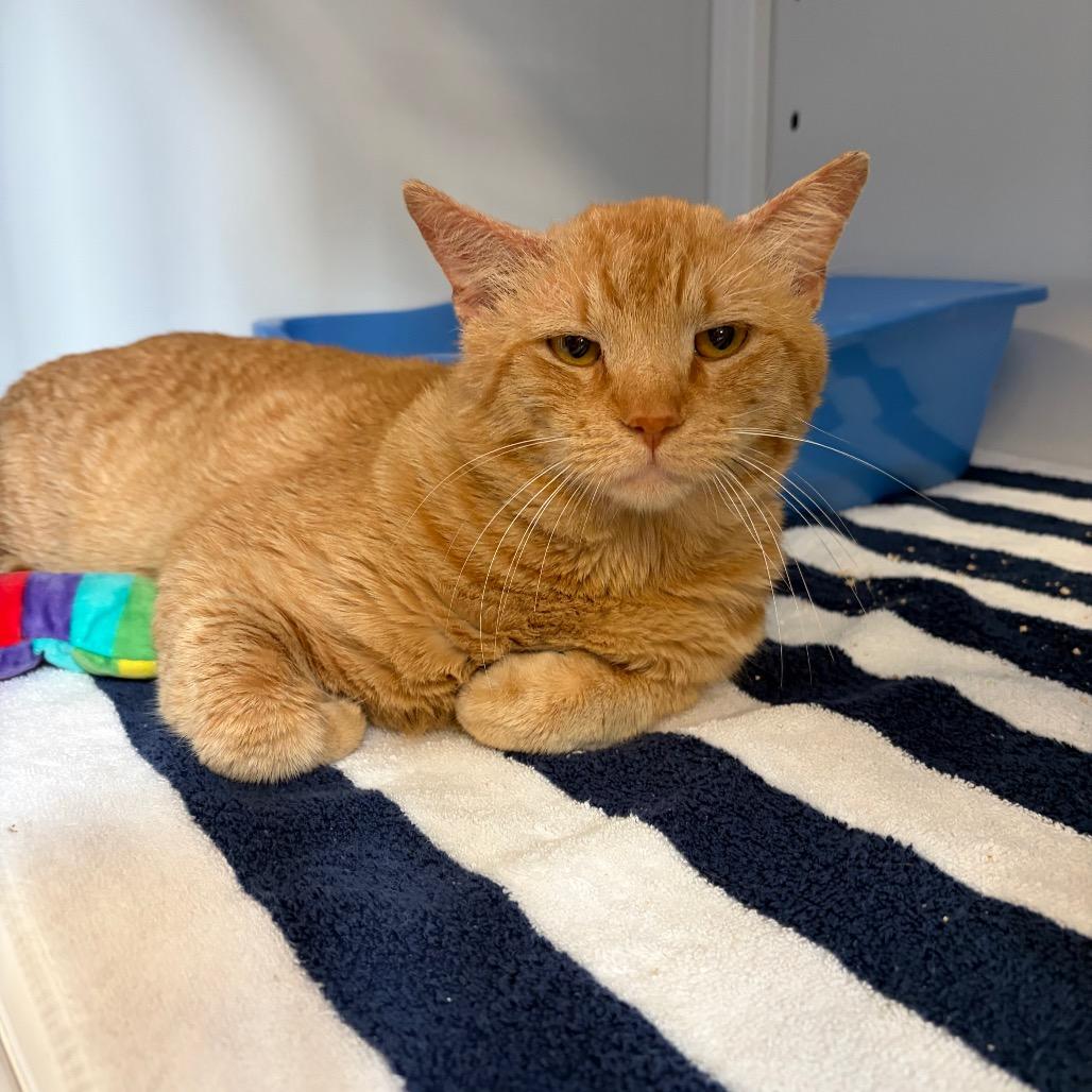 Enlarge Ginger Boy, a Adoptable Domestic Short Hair in Sarasota, FL image 3/3