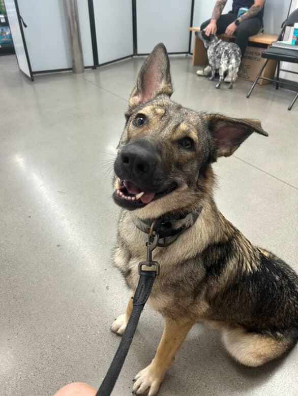 Enlarge Sadie, a Adoptable mixed breed in Riverside , CA image 1/6