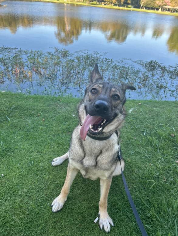 Enlarge Sadie, a Adoptable mixed breed in Riverside , CA image 2/6