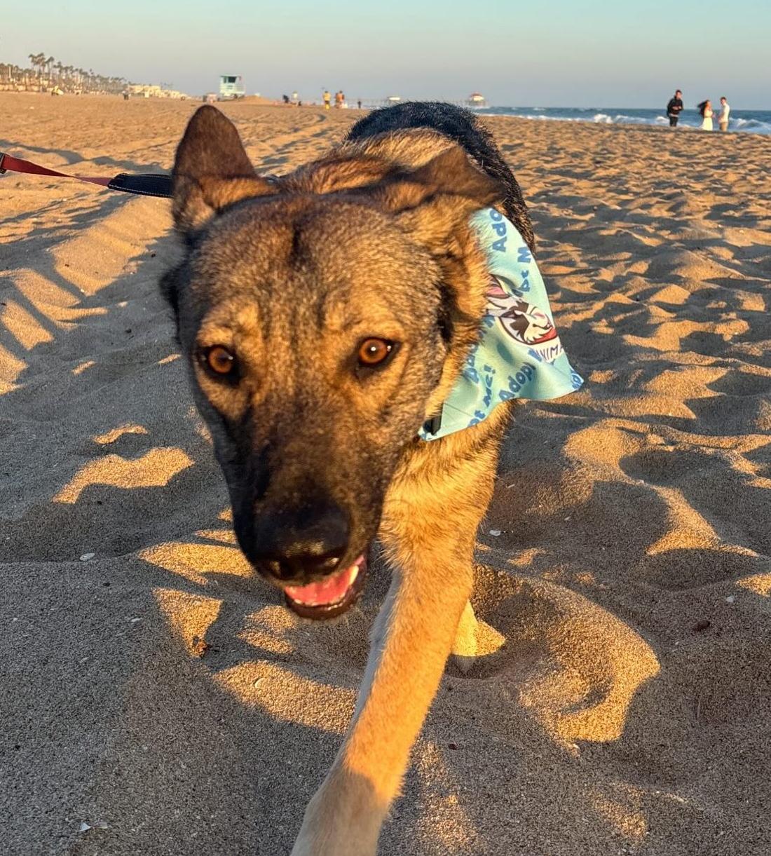 Enlarge Sadie, a Adoptable mixed breed in Riverside , CA image 5/6