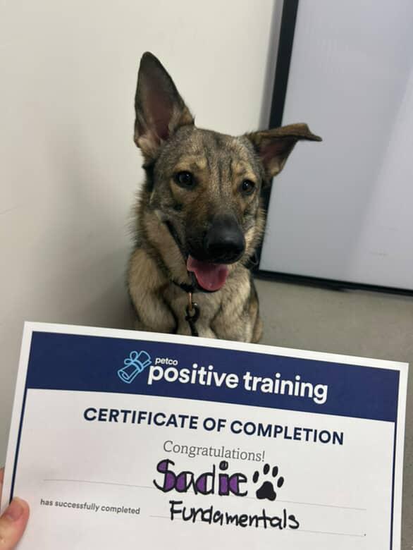 Enlarge Sadie, a Adoptable mixed breed in Riverside , CA image 3/6