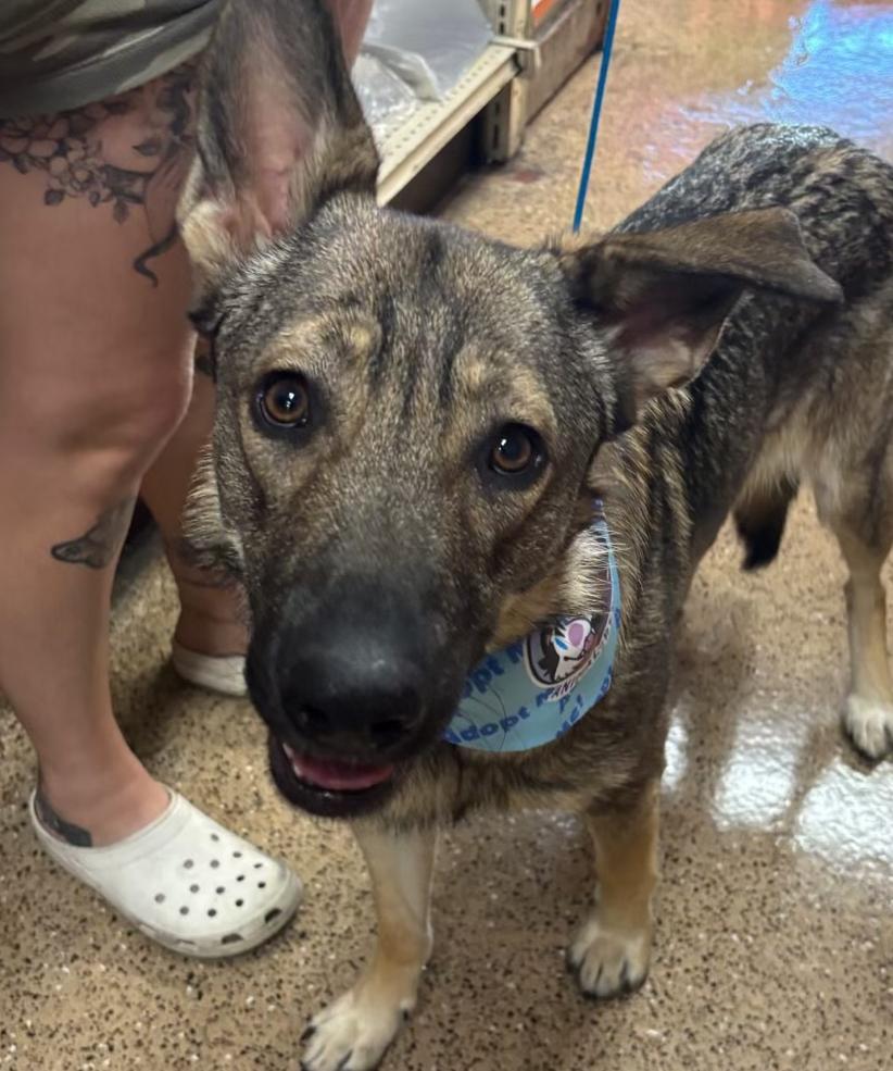 Enlarge Sadie, a Adoptable mixed breed in Riverside , CA image 4/6