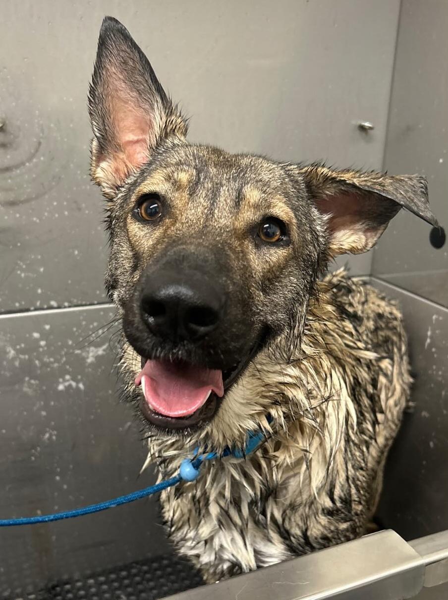 Enlarge Sadie, a Adoptable mixed breed in Riverside , CA image 6/6