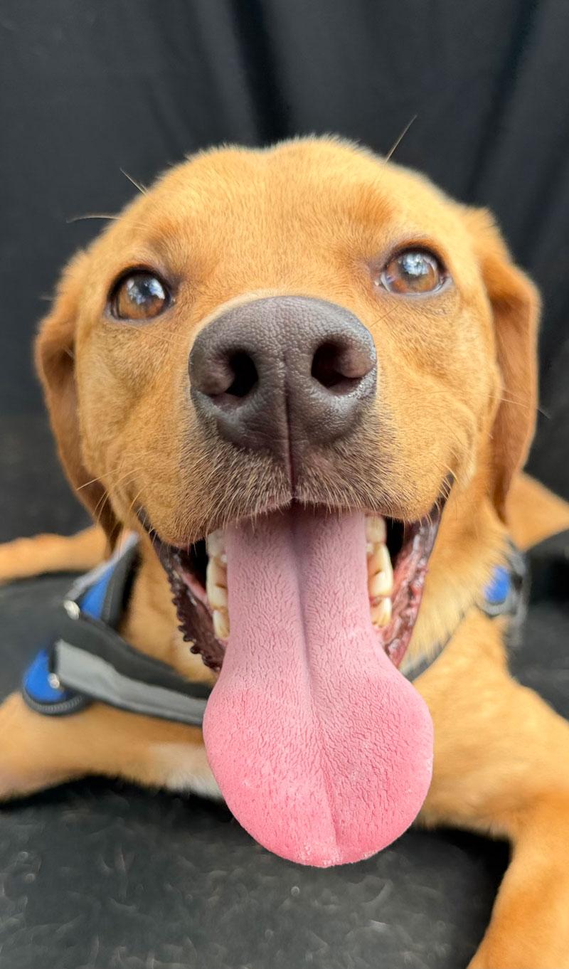 Ralphie, Adoptable, Young Male Vizsla.