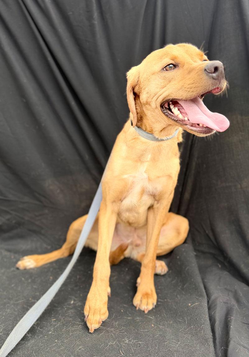 Enlarge Ralphie, a Adoptable mixed breed in Horseshoe Bend, AR image 2/3