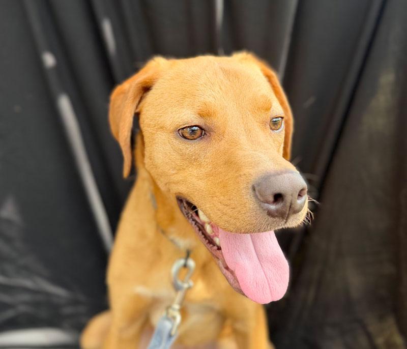 Enlarge Ralphie, a Adoptable mixed breed in Horseshoe Bend, AR image 3/3