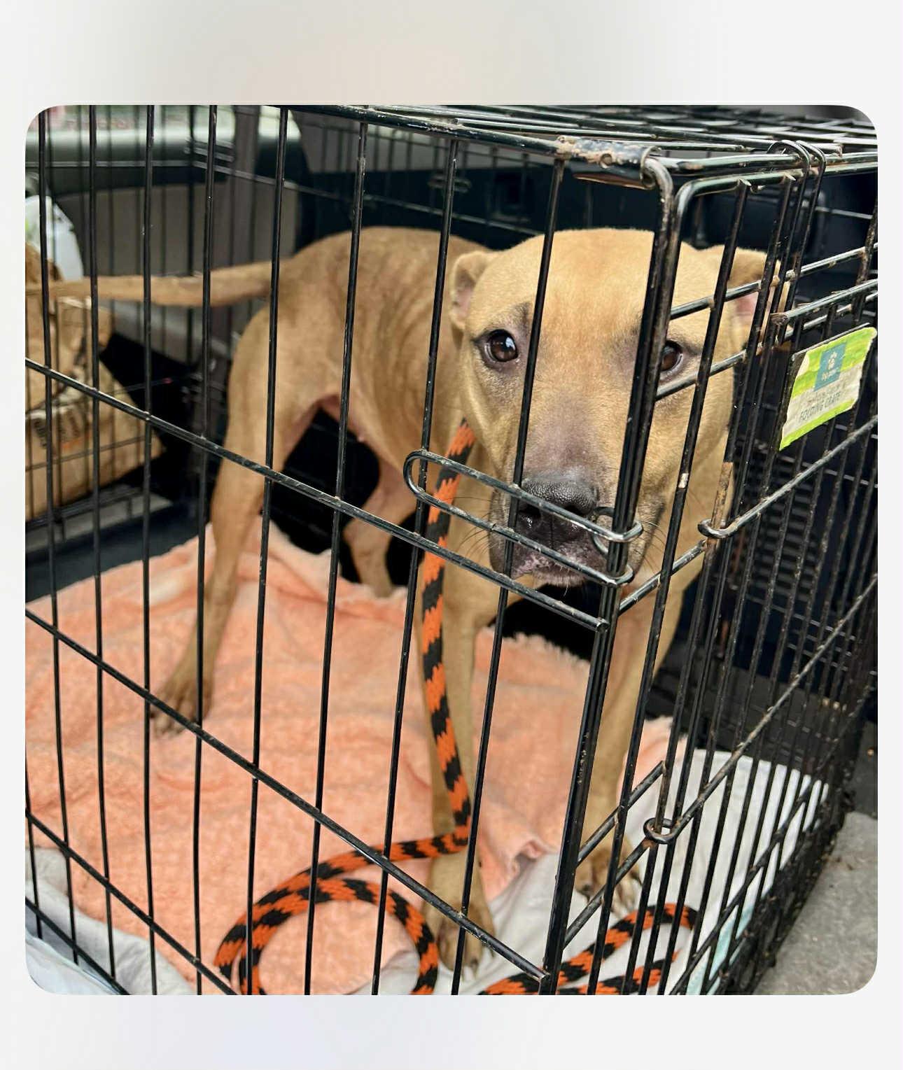 Enlarge Nilla, a Adoptable Mixed Breed in Fairfield, NJ image 1/2