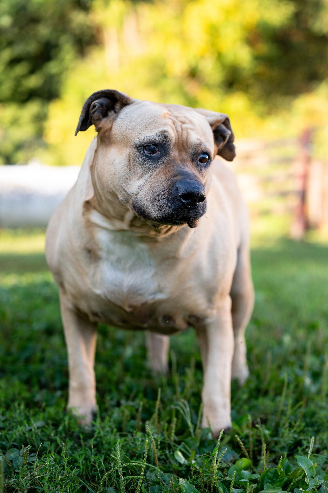 Enlarge Gigi, a Adoptable Mastiff in Poland, IN image 2/2