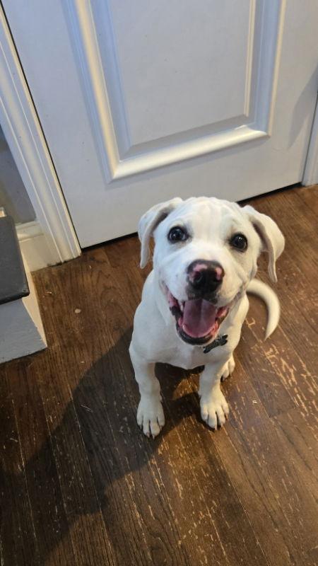 Limerick, Adoptable, Young Male American Bulldog & Boxer.