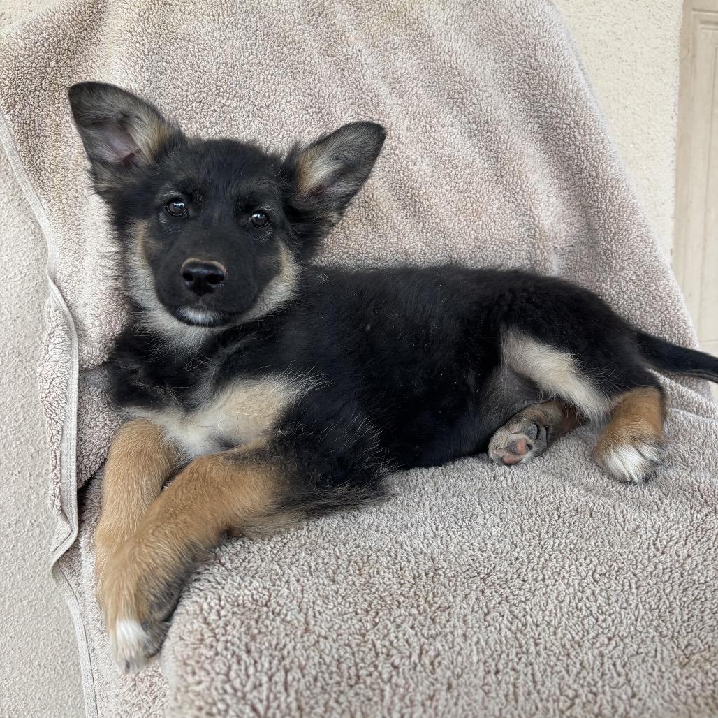 Enlarge Bruno, a Adoptable mixed breed in Tucson, AZ image 1/1