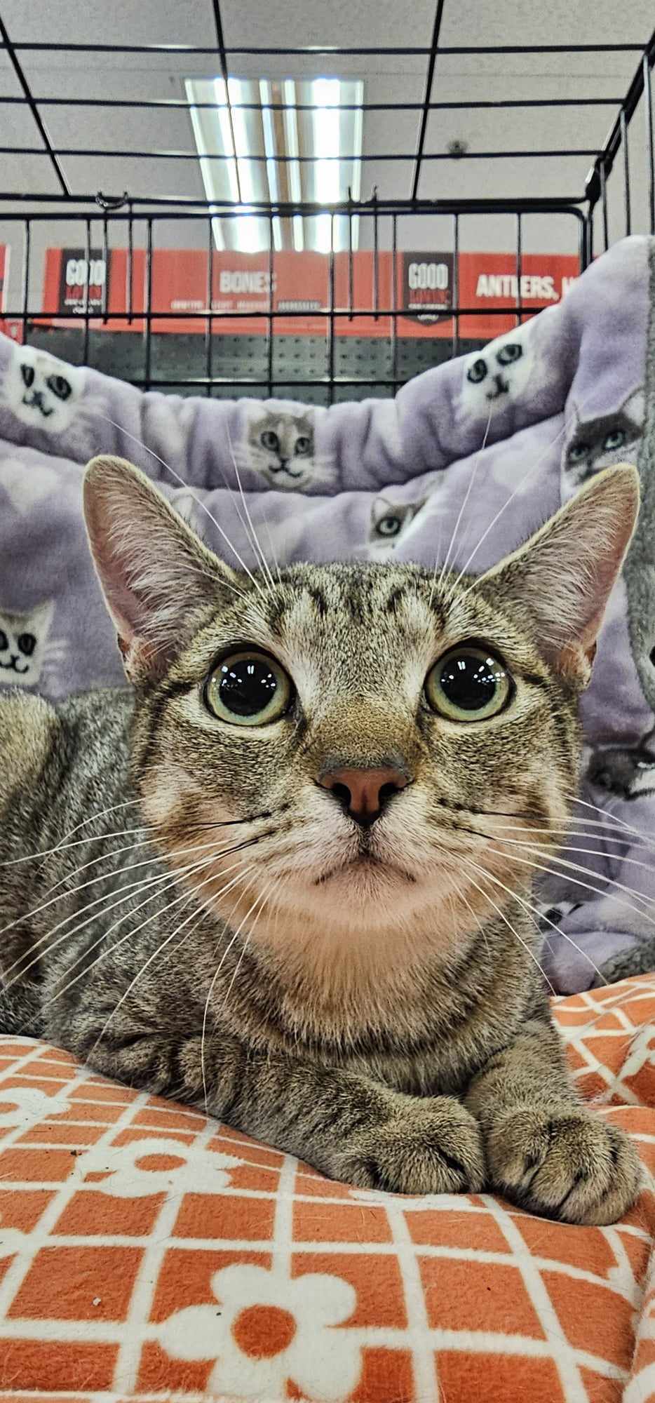 Lizzie