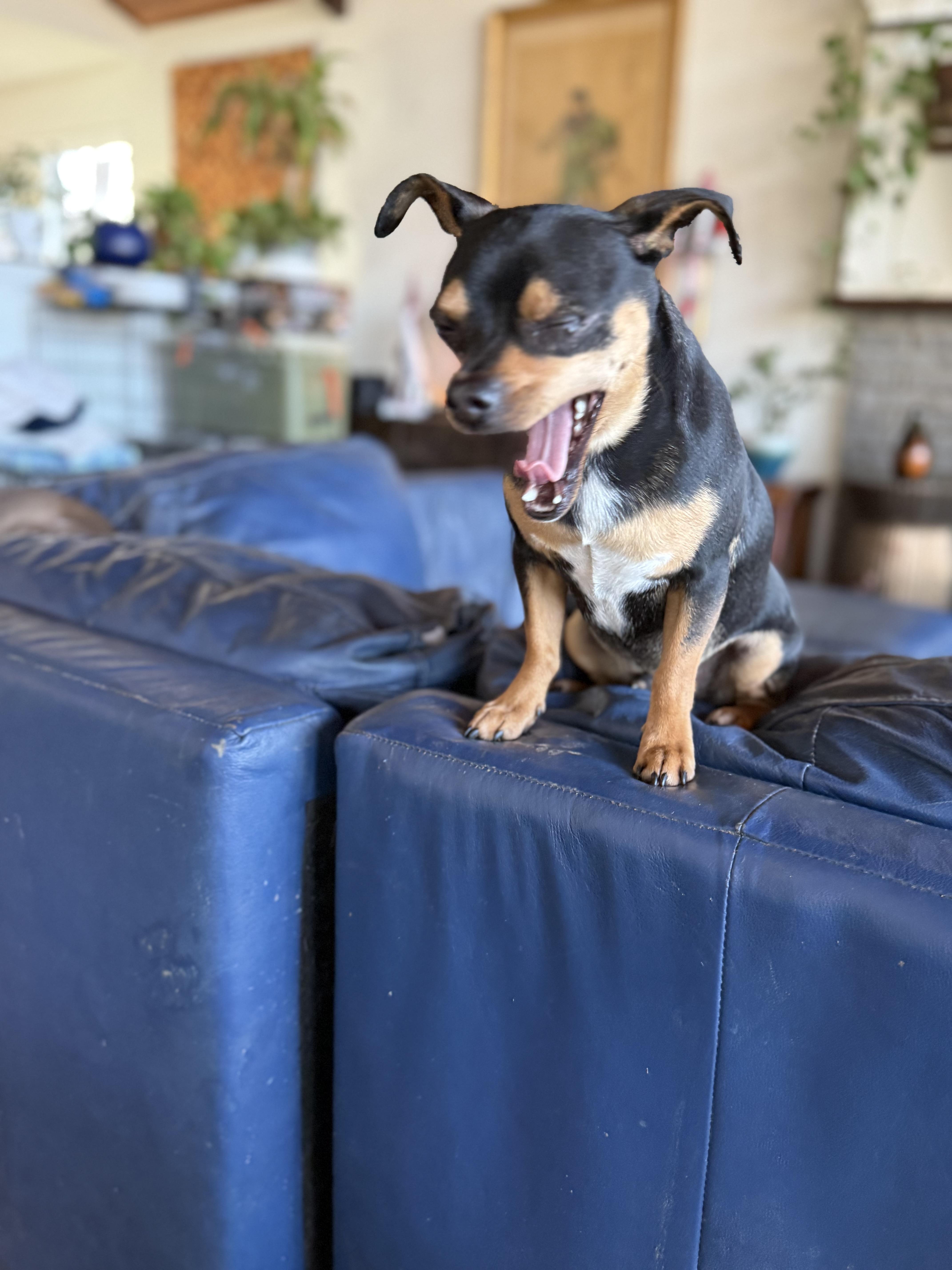 Enlarge Max , a ADOPTABLE Chihuahua in Lexington, NC image 2/5