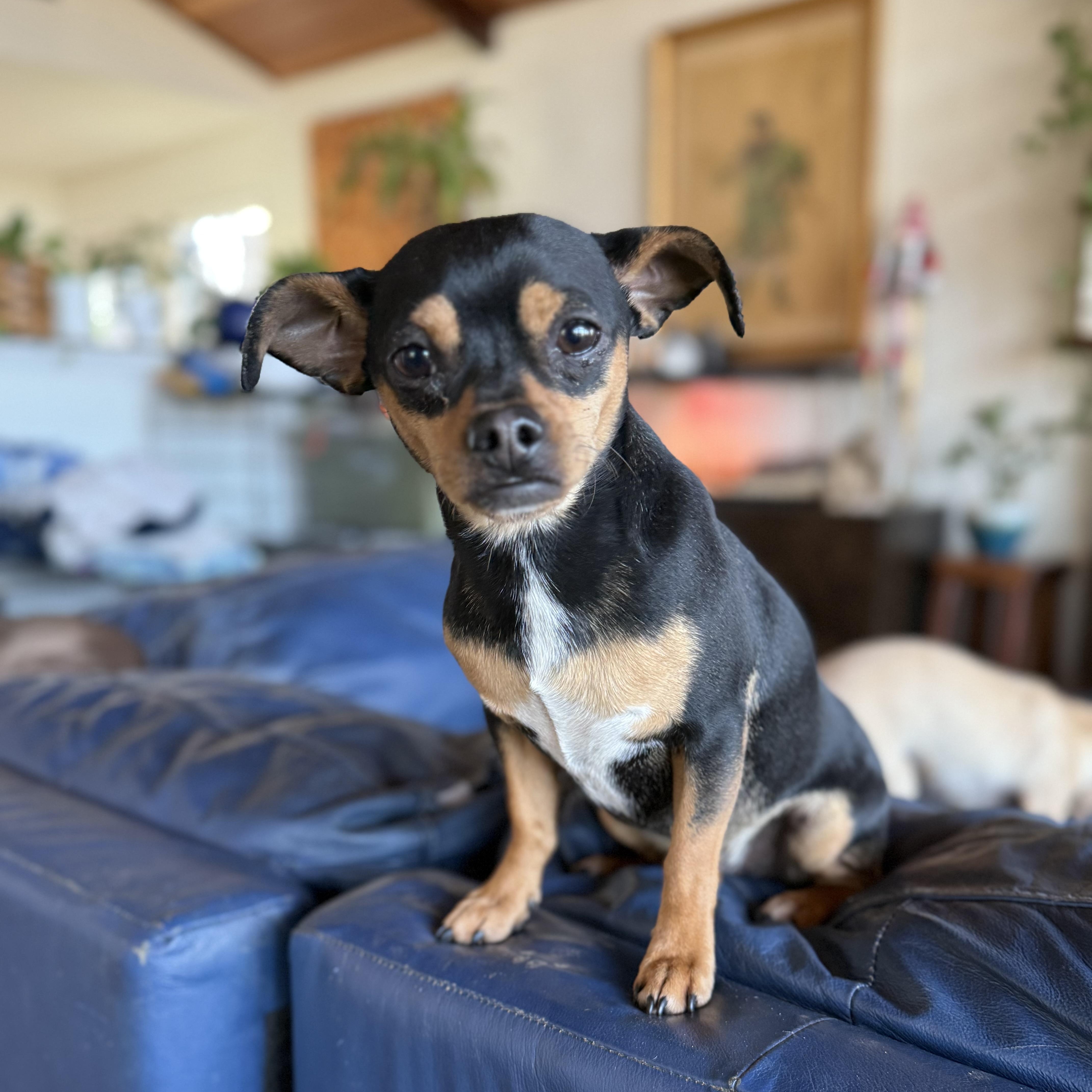 Enlarge Max , a ADOPTABLE Chihuahua in Lexington, NC image 4/5