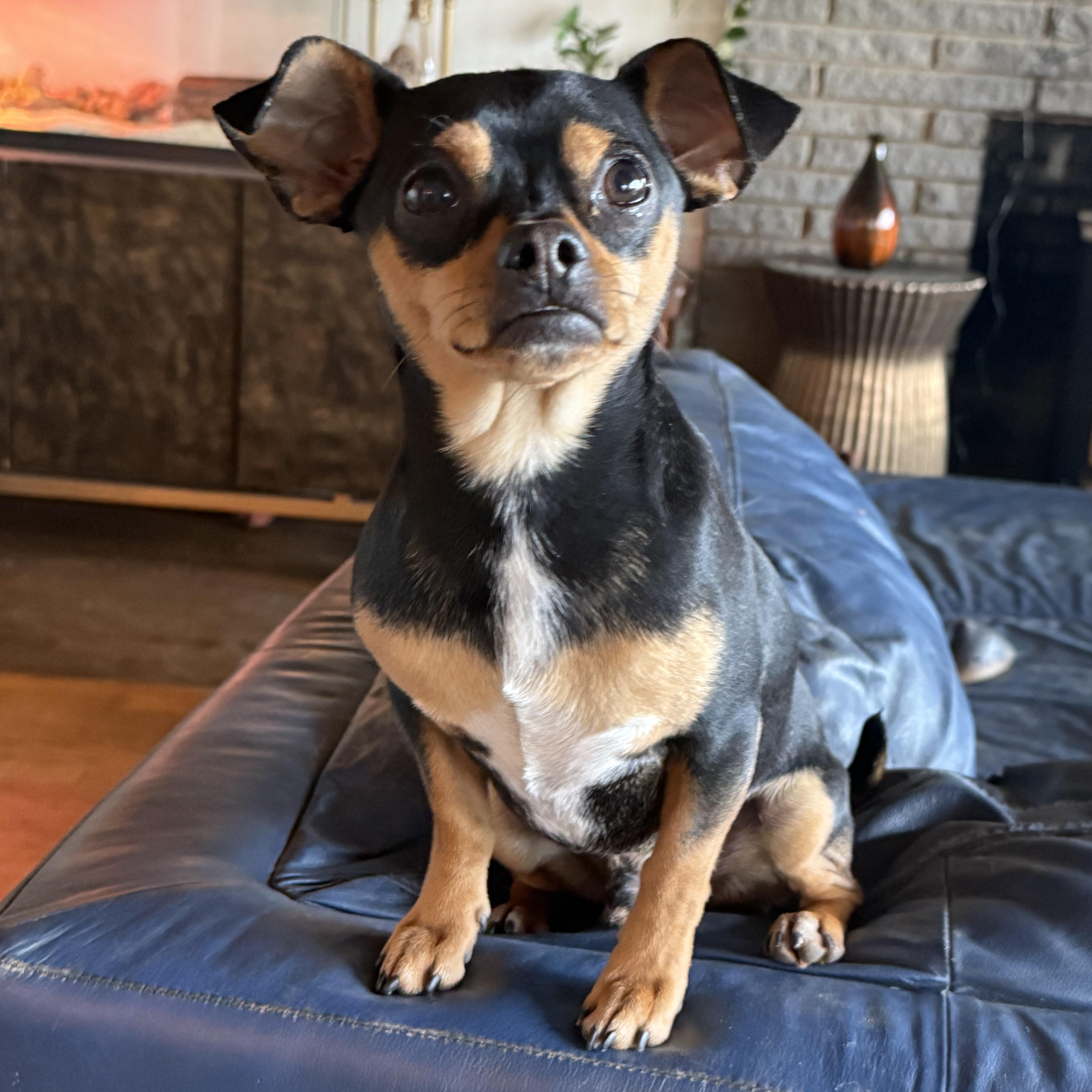 Max , ADOPTABLE, Young Male Chihuahua.