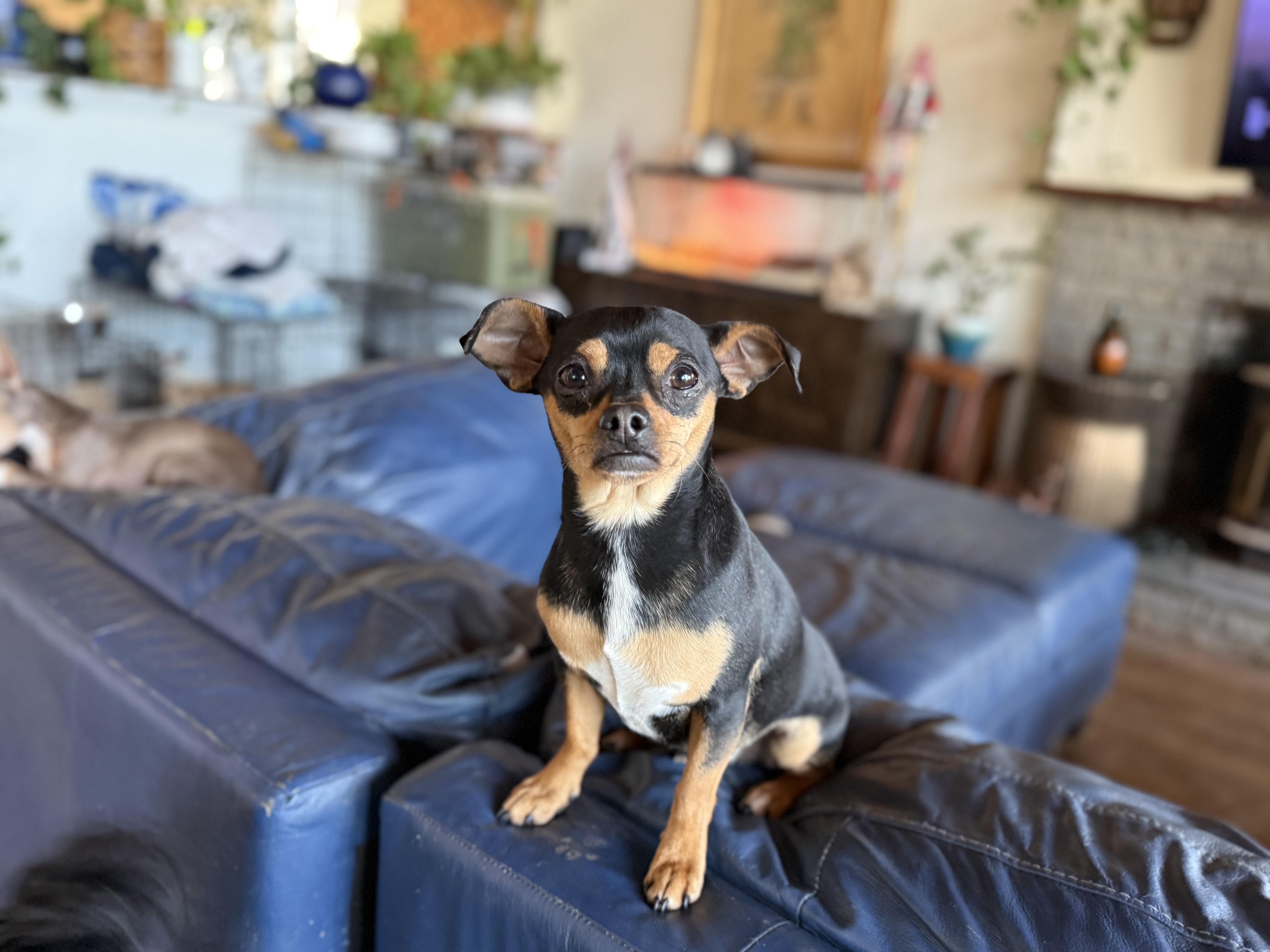 Enlarge Max , a ADOPTABLE Chihuahua in Lexington, NC image 3/5