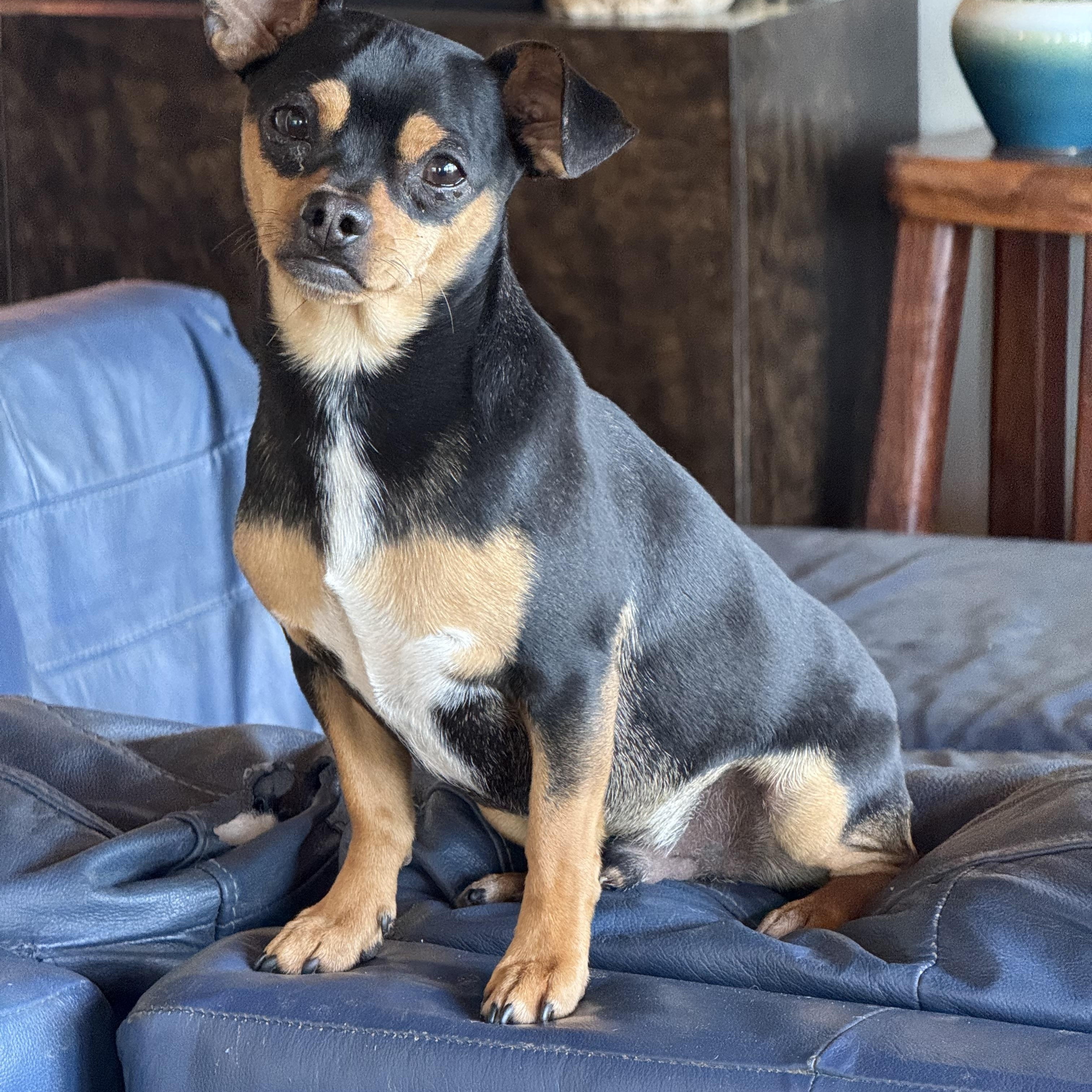 Enlarge Max , a ADOPTABLE Chihuahua in Lexington, NC image 5/5