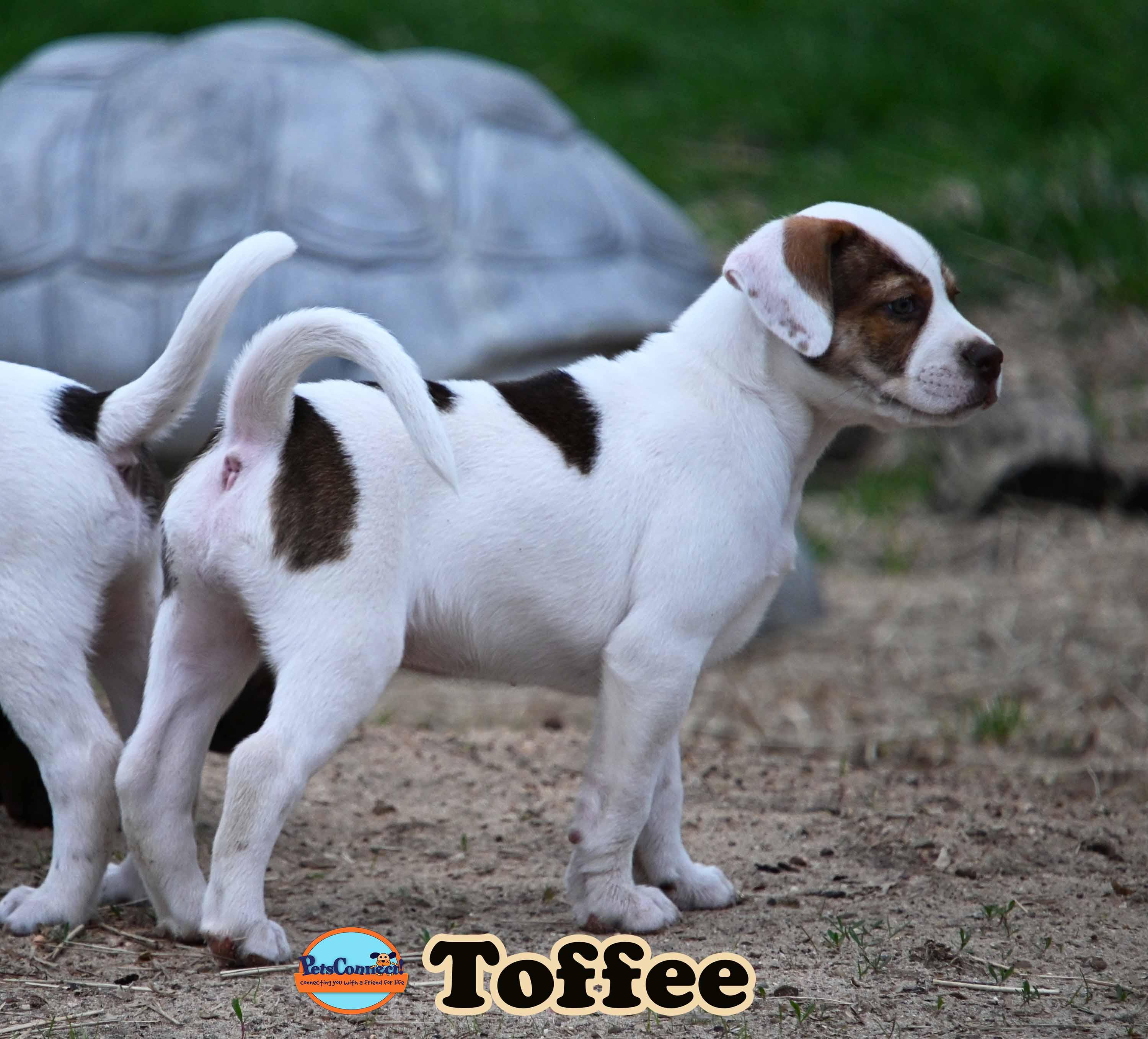 Enlarge Toffee, a Adoptable mixed breed in South Bend, IN image 5/6
