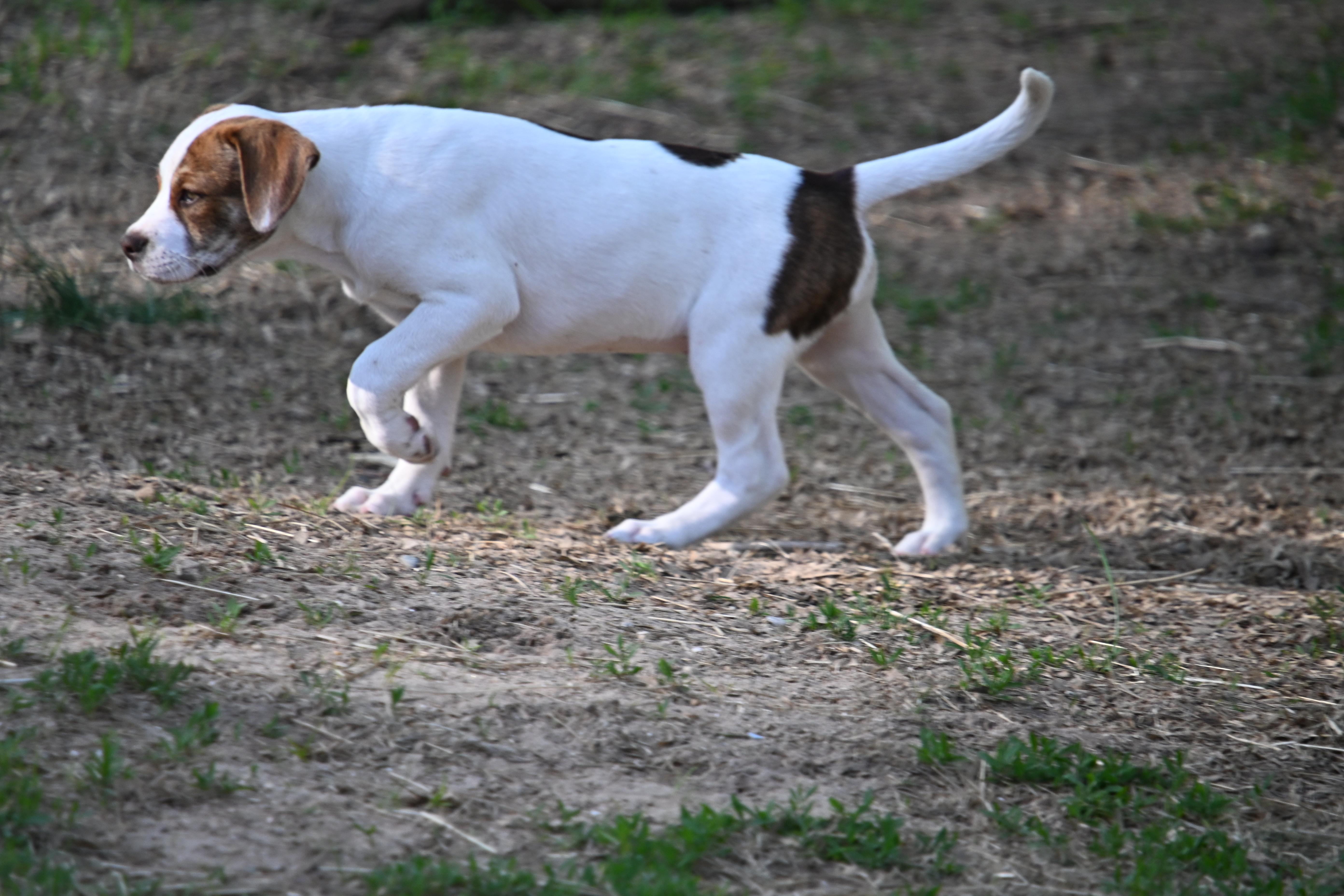 Enlarge Toffee, a Adoptable mixed breed in South Bend, IN image 4/6