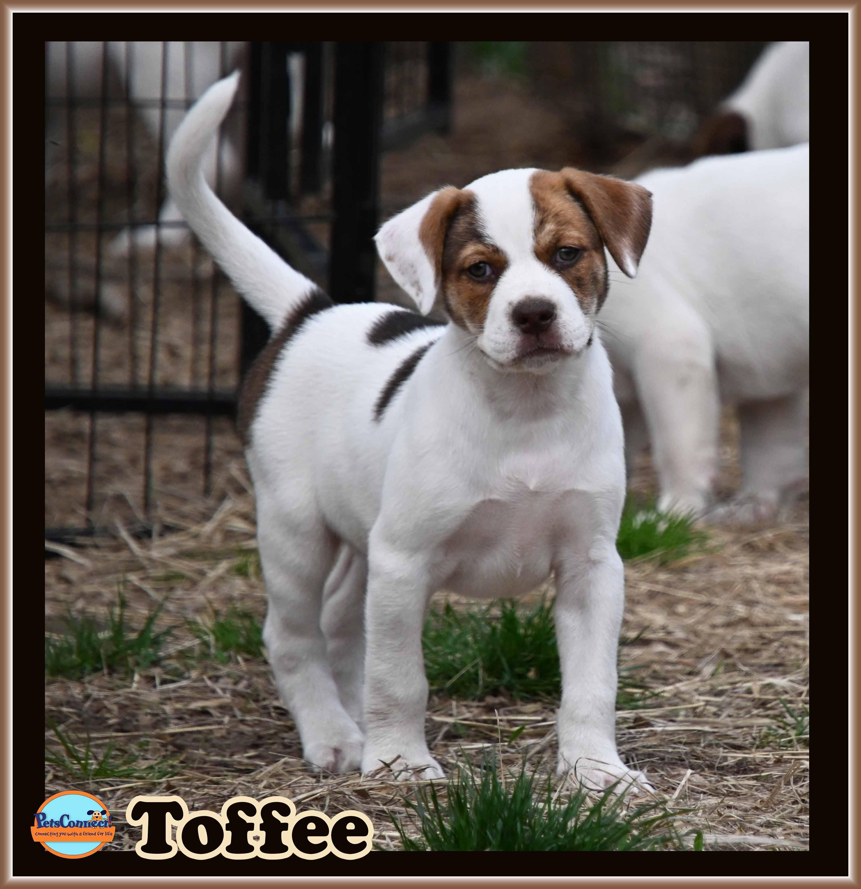 Enlarge Toffee, a Adoptable mixed breed in South Bend, IN image 3/6