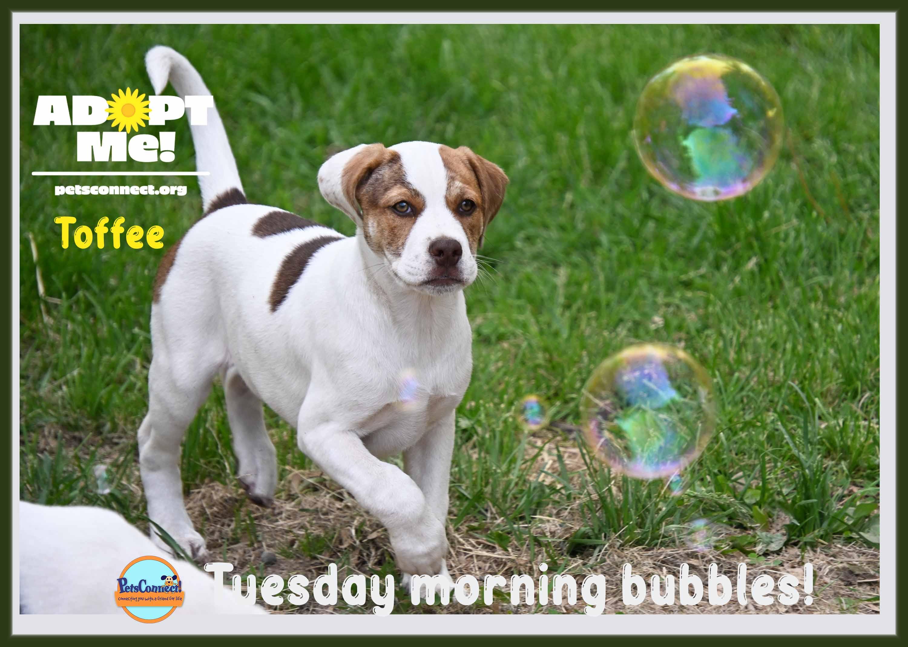Enlarge Toffee, a Adoptable mixed breed in South Bend, IN image 2/6