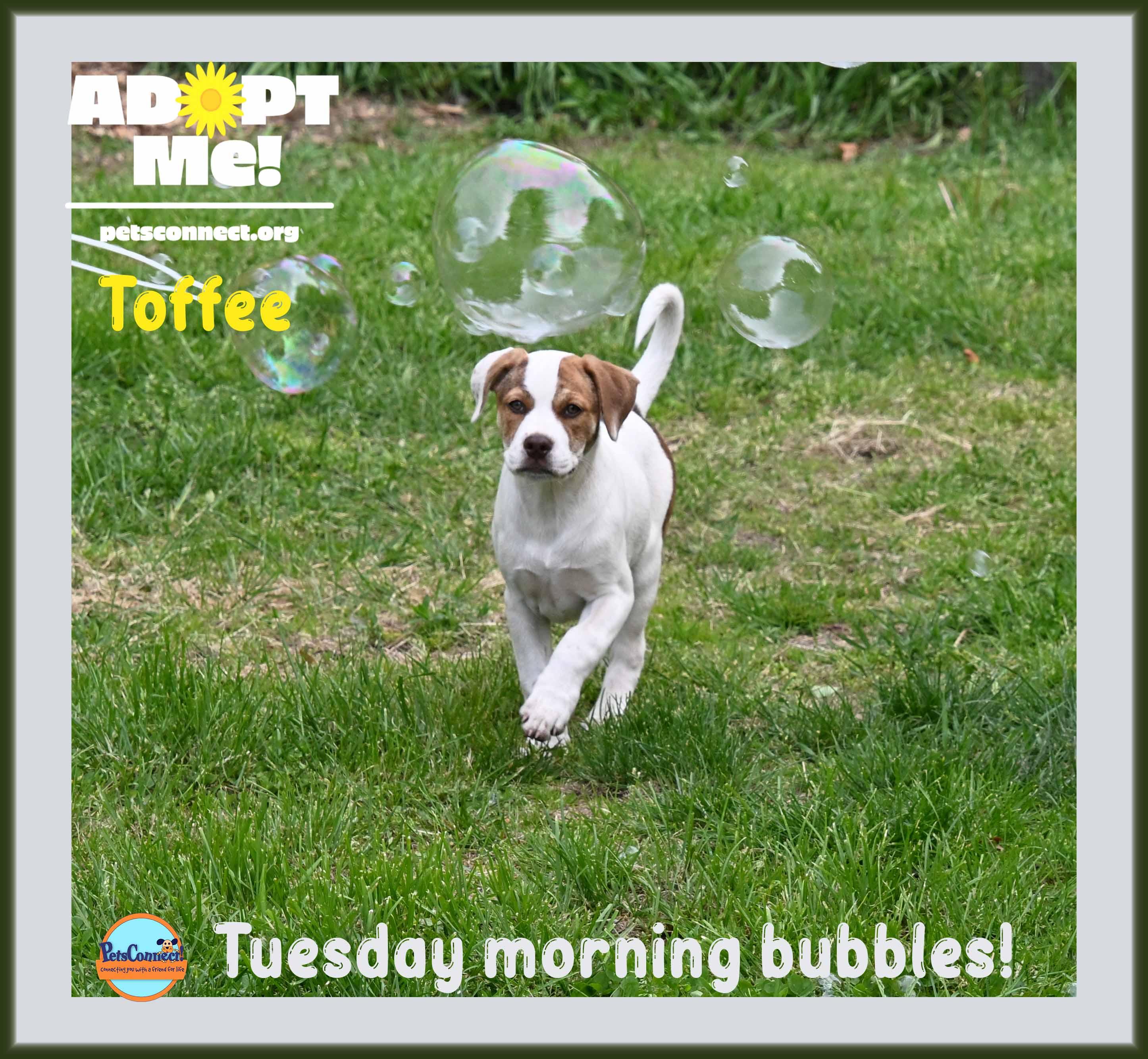 Enlarge Toffee, a Adoptable mixed breed in South Bend, IN image 1/6