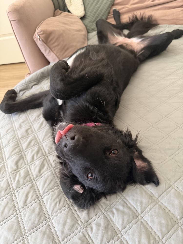Baby, Adoptable, Puppy Female Retriever & English Shepherd.