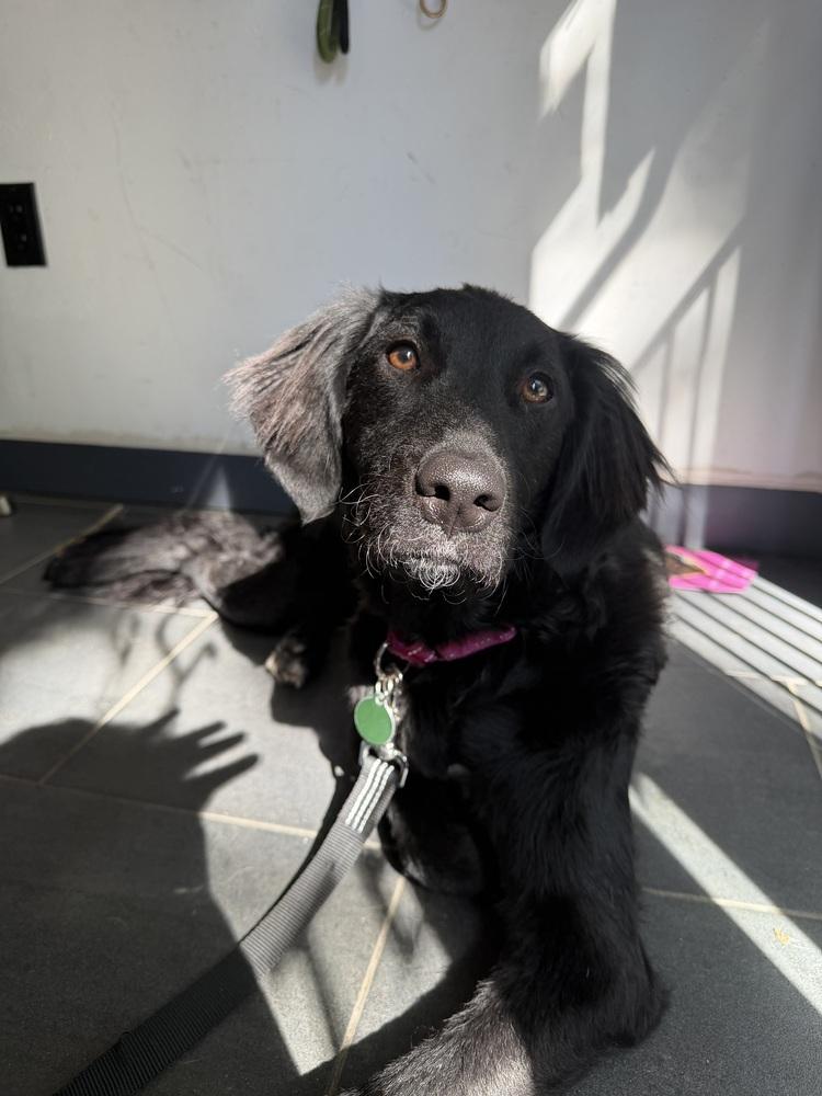 Baby, a Adoptable mixed breed in Manhattan, NY image 3/4