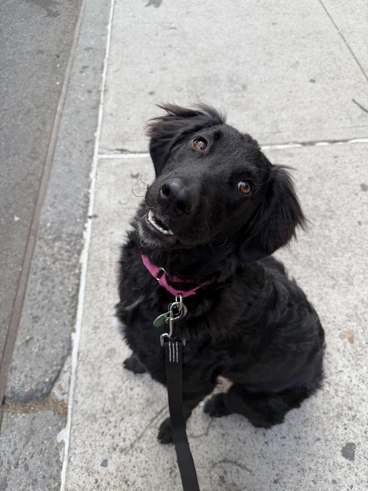 Baby, a Adoptable mixed breed in Manhattan, NY image 4/4