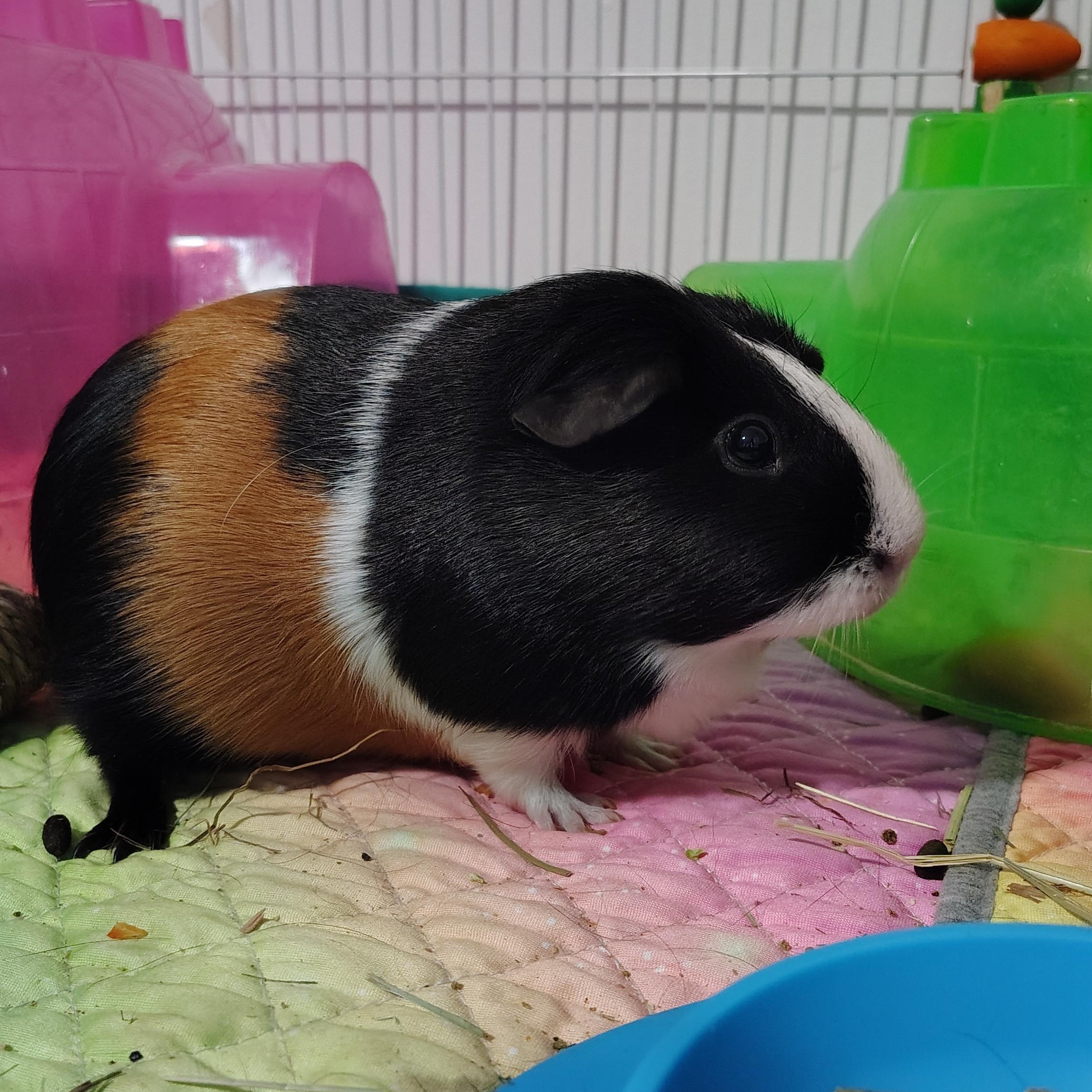 Enlarge Chickadee & Wren, a ADOPTABLE Guinea Pig in Grand Rapids, MI image 4/4