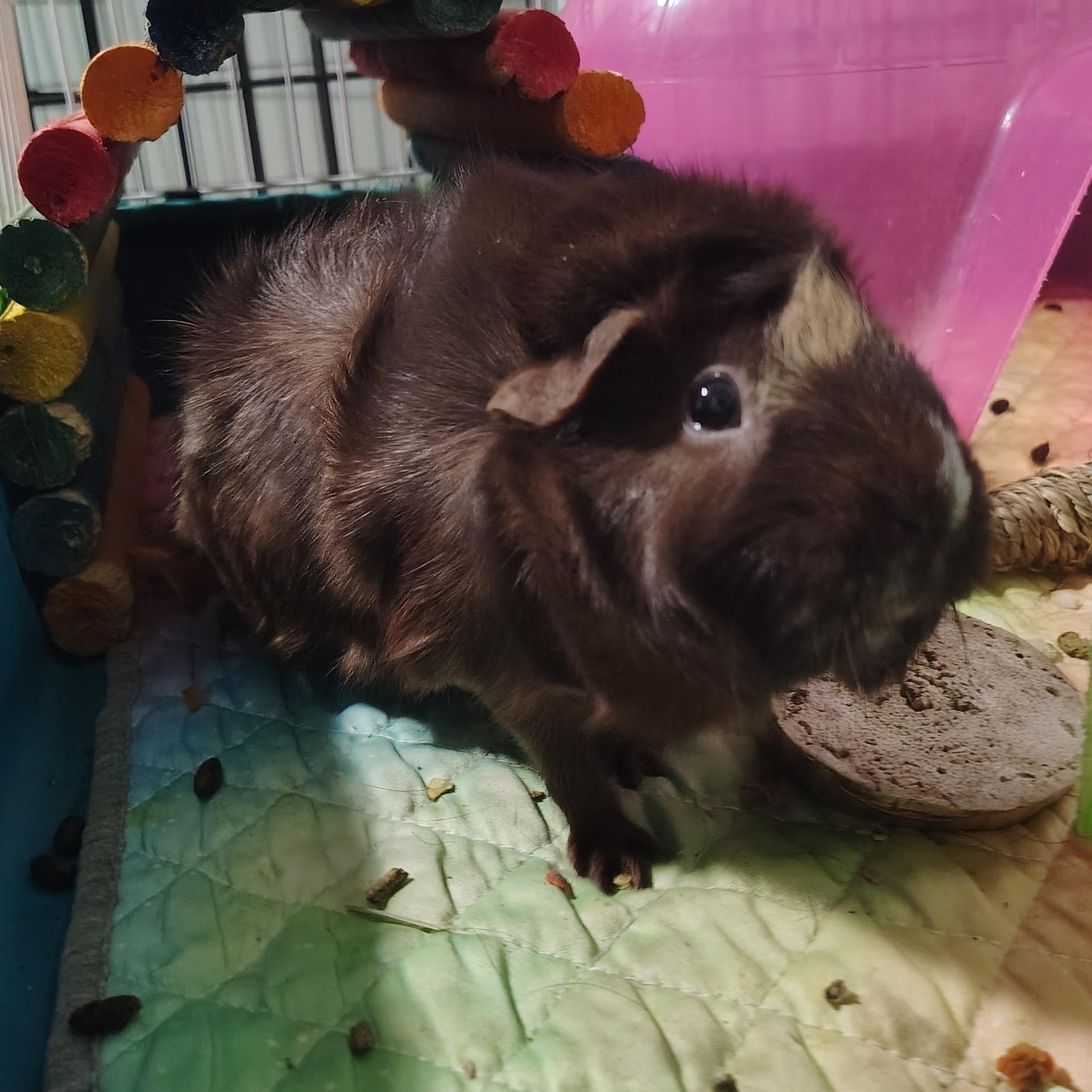 Enlarge Chickadee & Wren, a ADOPTABLE Guinea Pig in Grand Rapids, MI image 3/4