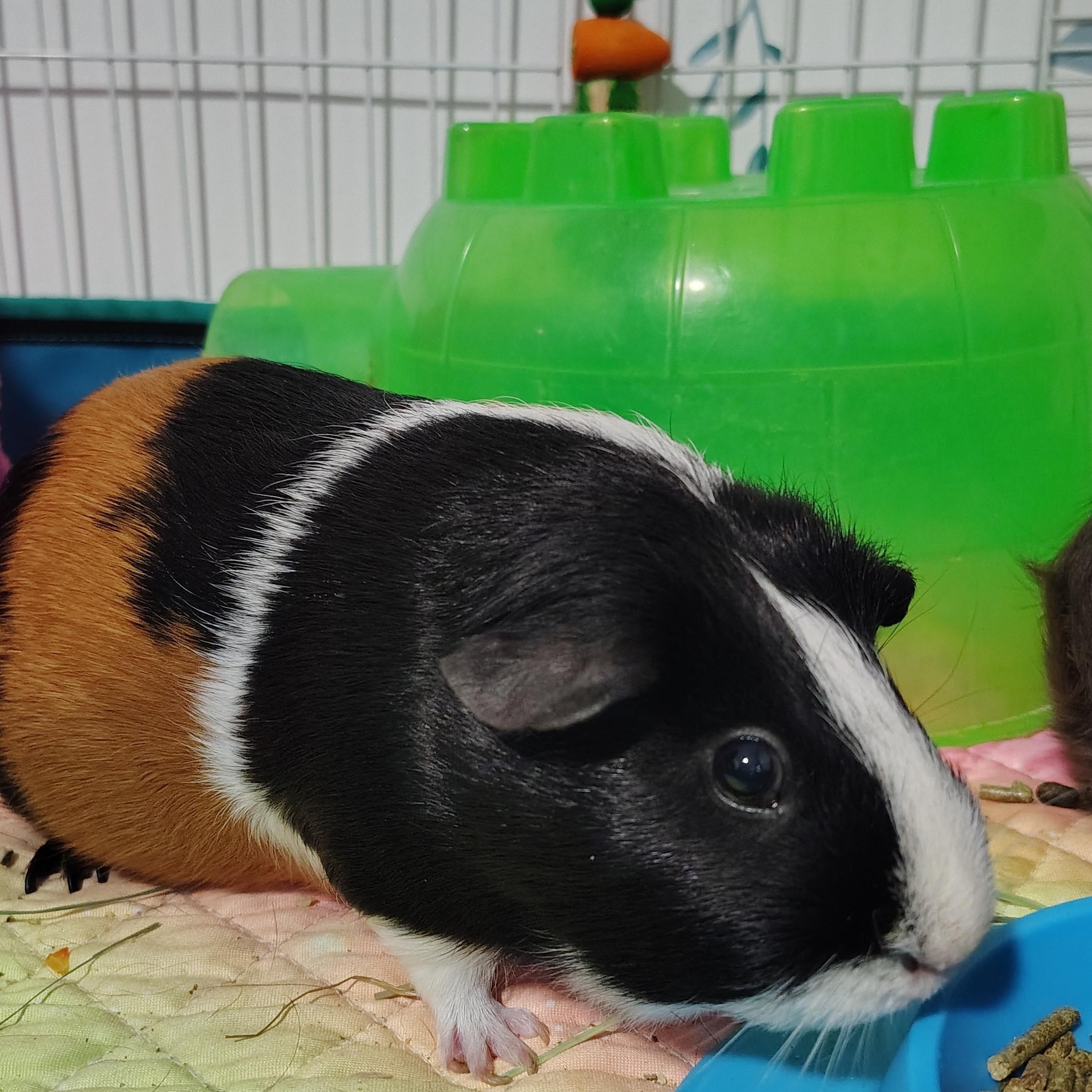 Chickadee & Wren, ADOPTABLE, Adult Female Guinea Pig.
