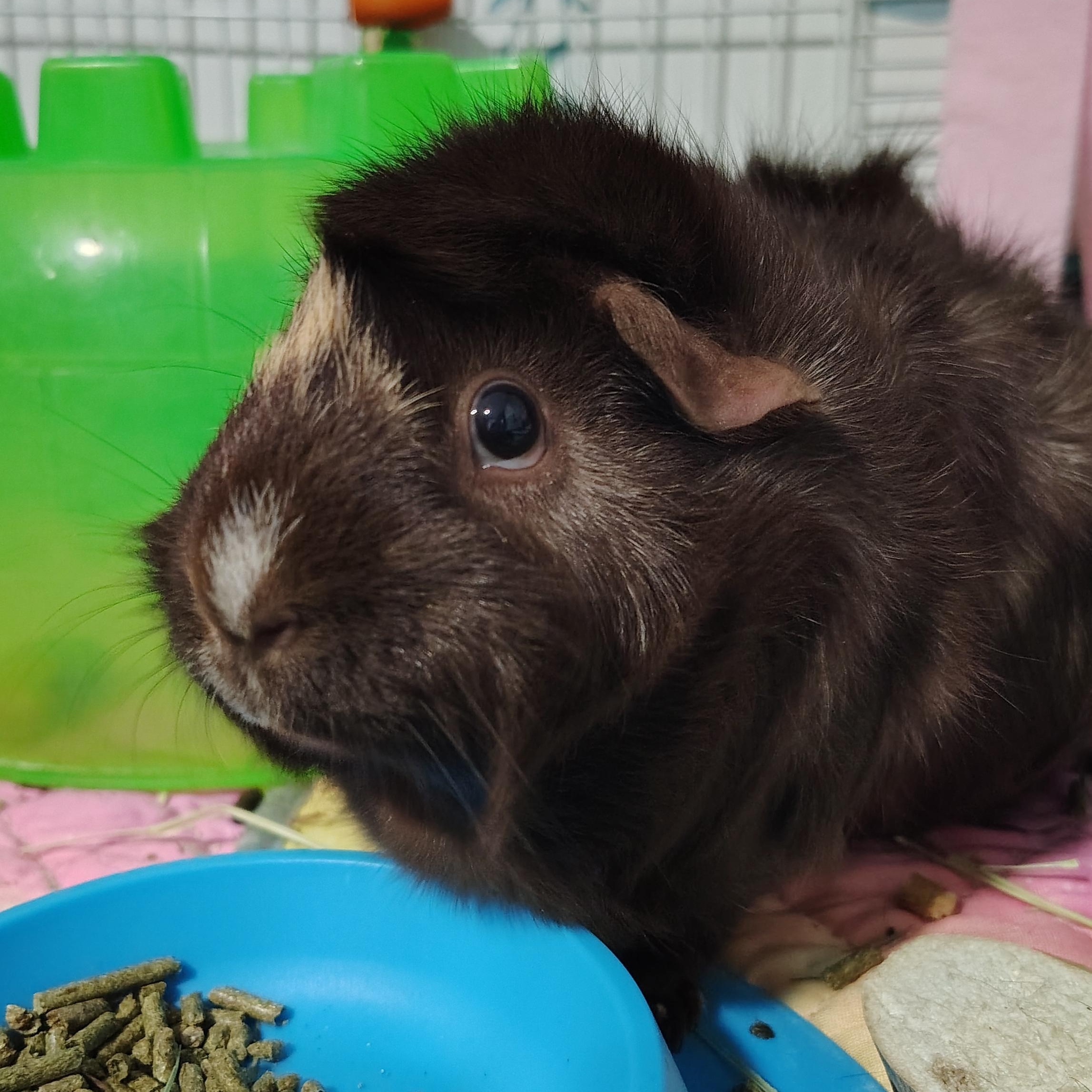 Enlarge Chickadee & Wren, a ADOPTABLE Guinea Pig in Grand Rapids, MI image 2/4