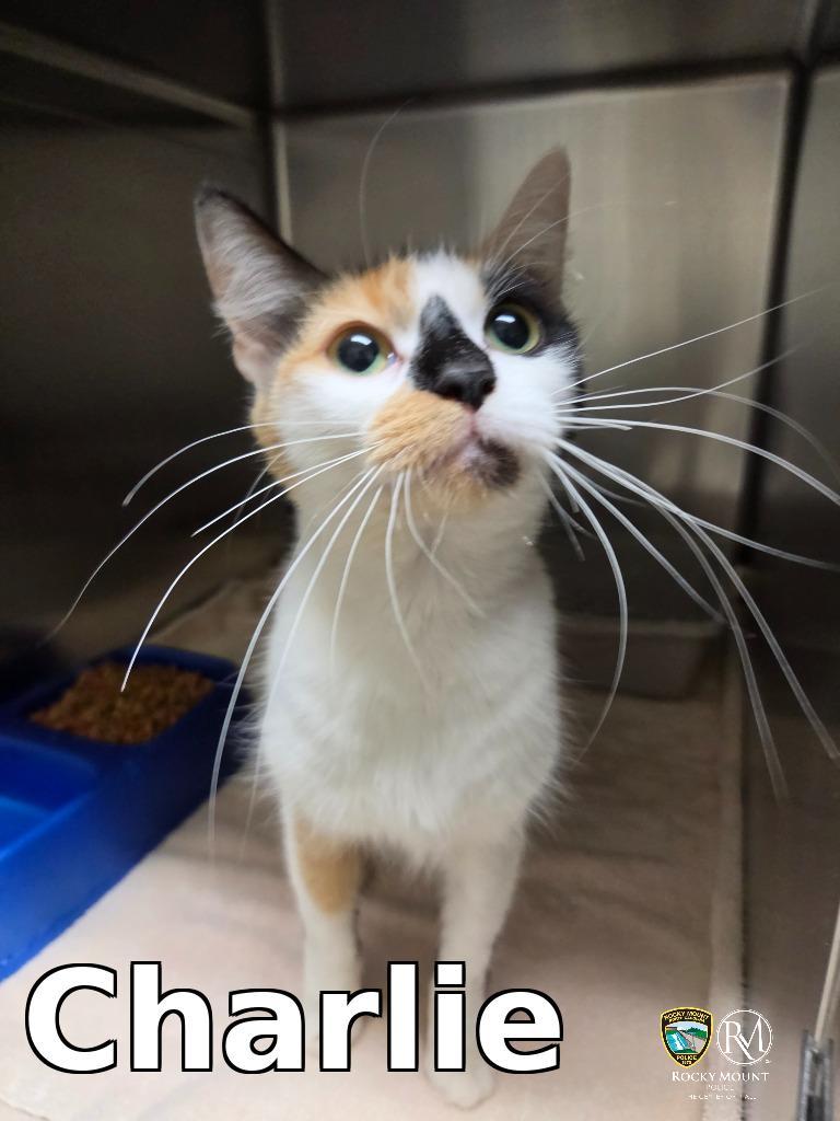 Charlie, Adoptable, Young Female Domestic Short Hair.