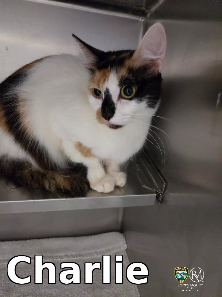 Charlie, a Adoptable mixed breed in Rocky Mount, NC image 2/2