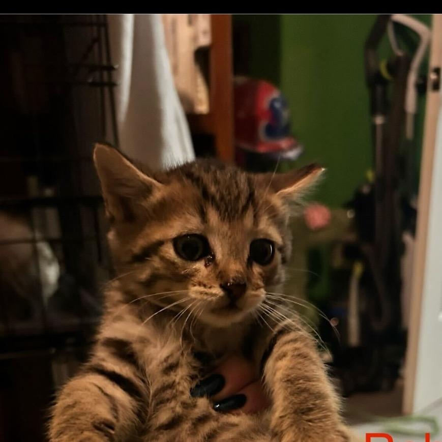 Robin, Adoptable, Kitten Male American Shorthair.