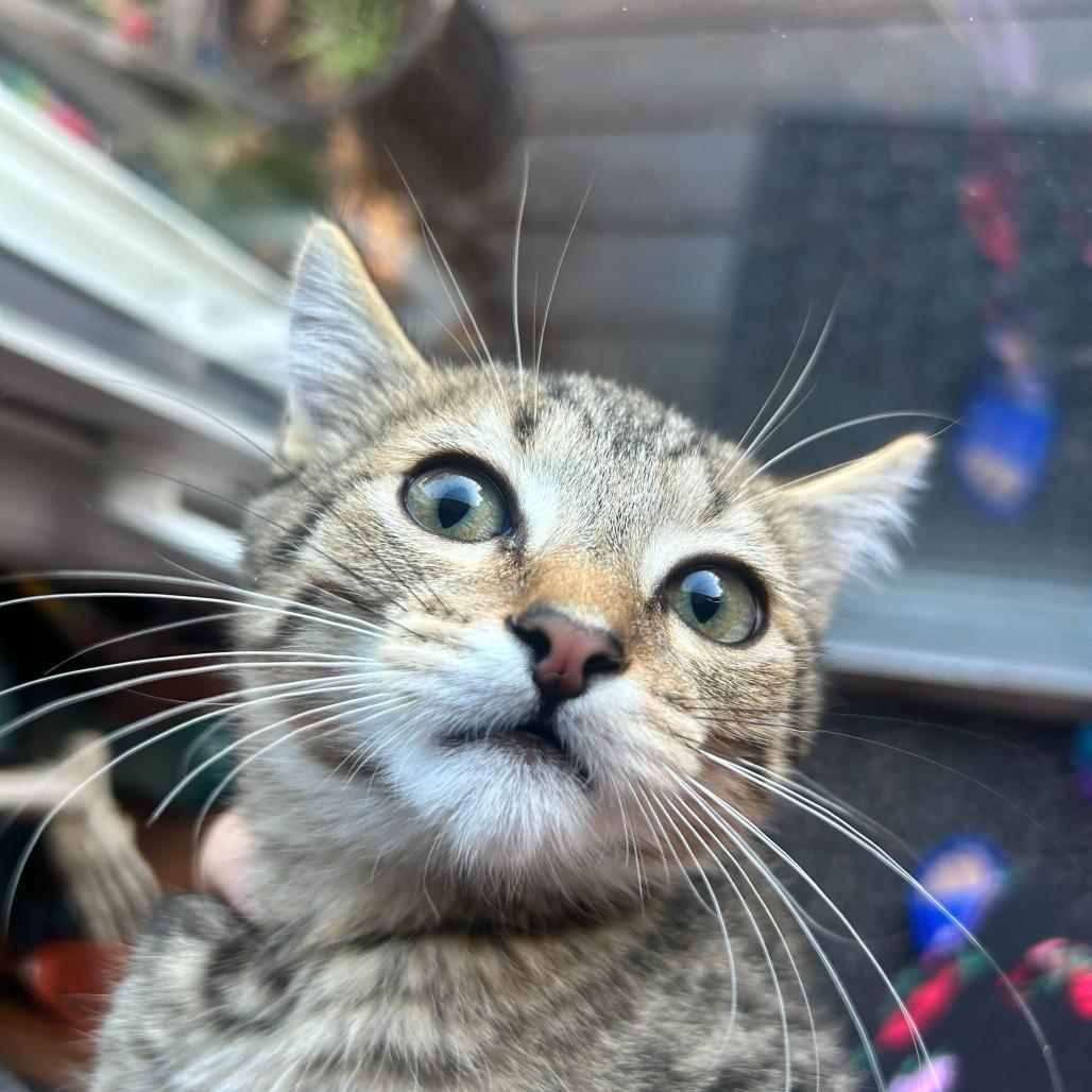 Robin, a Adoptable American Shorthair in Huntsville, AL image 2/2