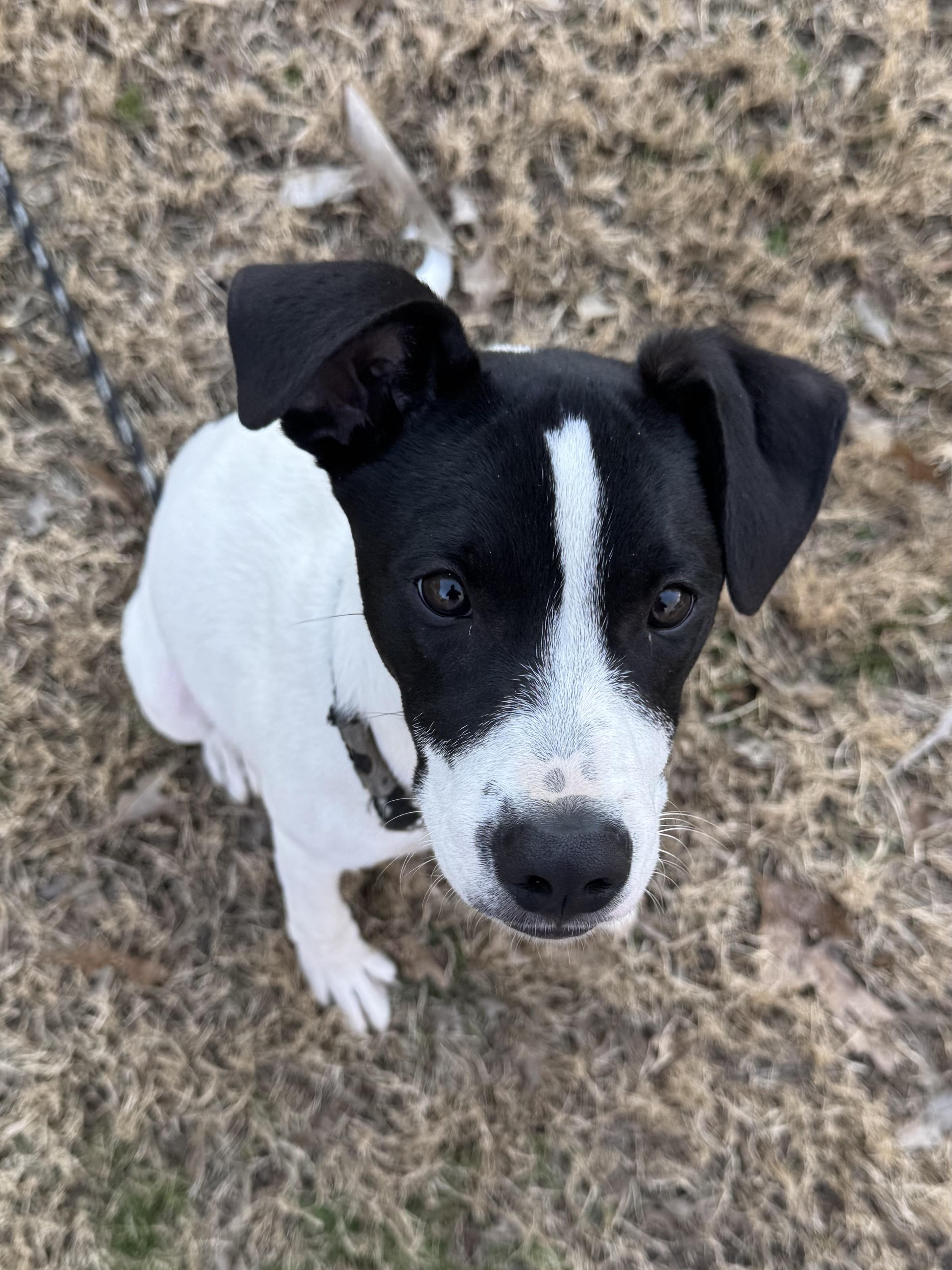 Enlarge Stanley, a ADOPTABLE mixed breed in Warwick, RI image 6/6