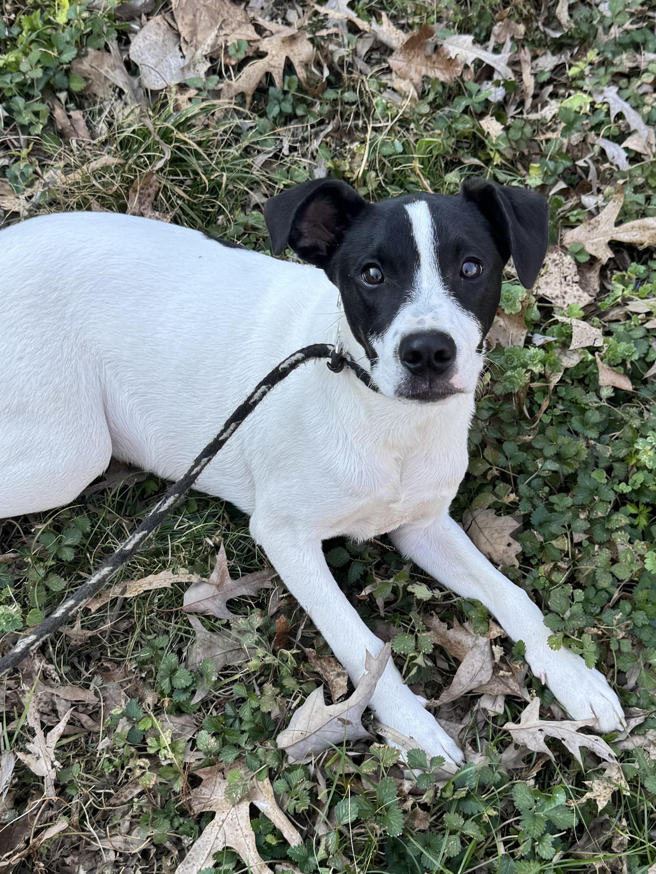 Enlarge Stanley, a ADOPTABLE mixed breed in Warwick, RI image 1/6