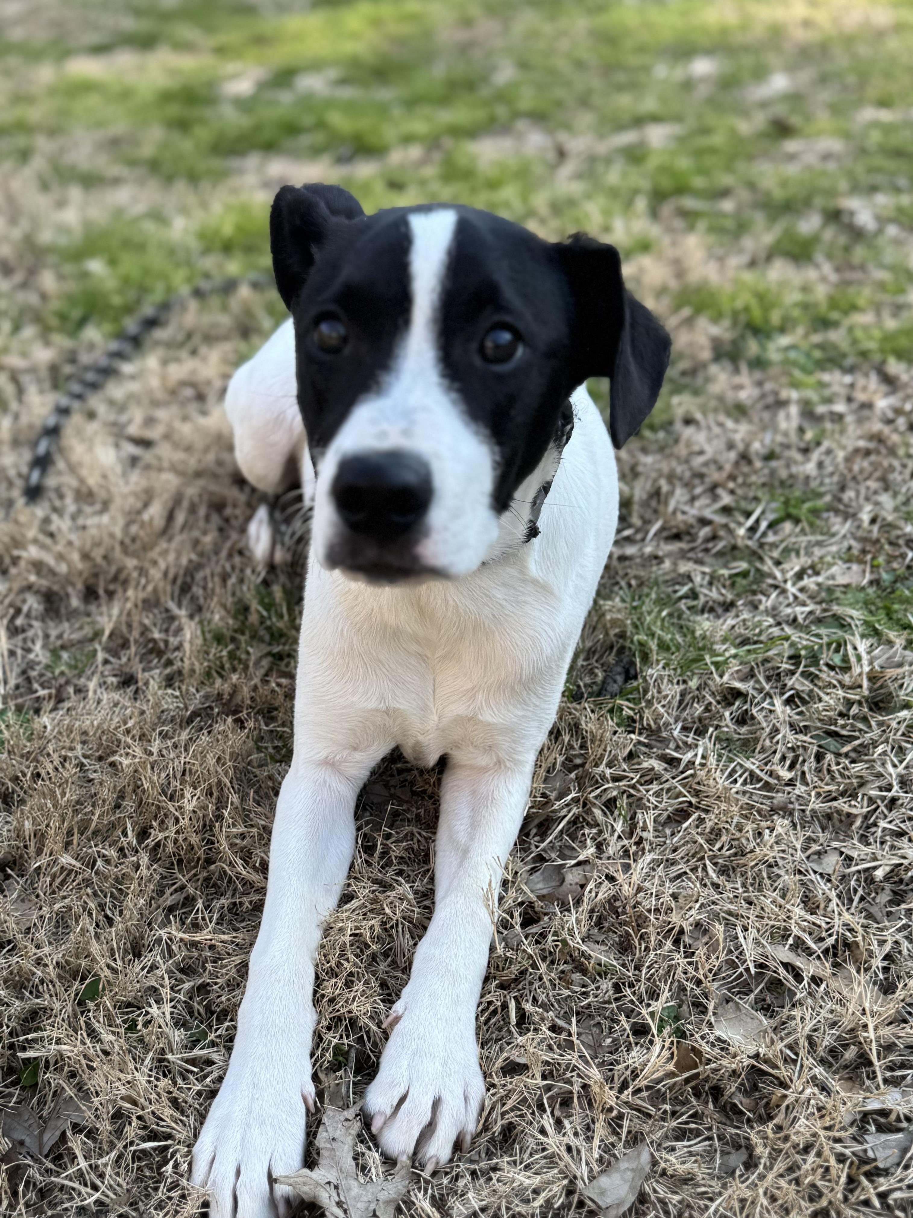 Enlarge Stanley, a ADOPTABLE mixed breed in Warwick, RI image 2/6
