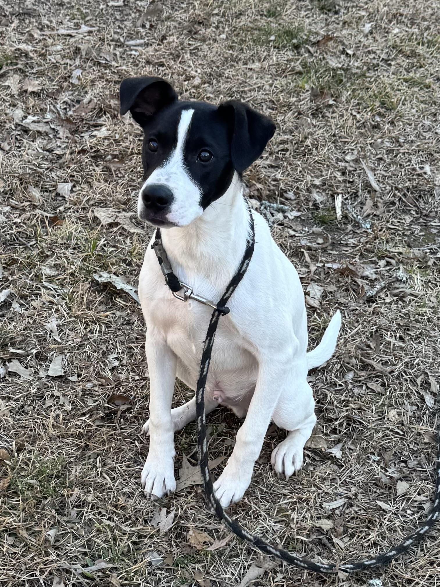 Enlarge Stanley, a ADOPTABLE mixed breed in Warwick, RI image 5/6