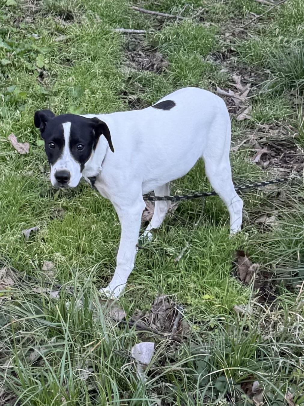 Enlarge Stanley, a ADOPTABLE mixed breed in Warwick, RI image 4/6