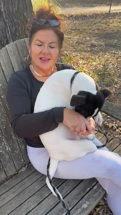 Enlarge Stanley, a ADOPTABLE mixed breed in Warwick, RI video 3/6
