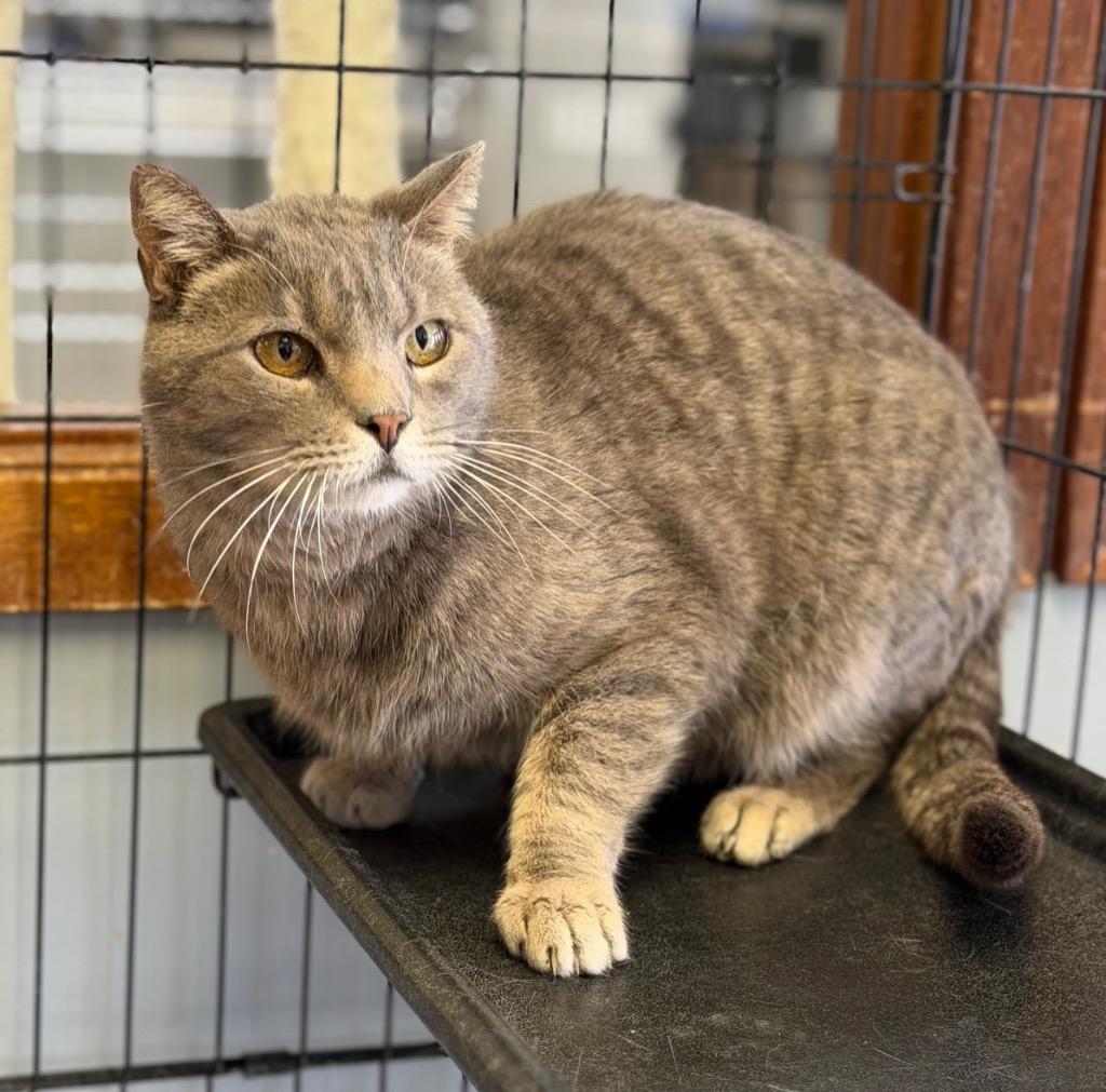 Crybaby, ADOPTABLE, Senior Male Domestic Short Hair.