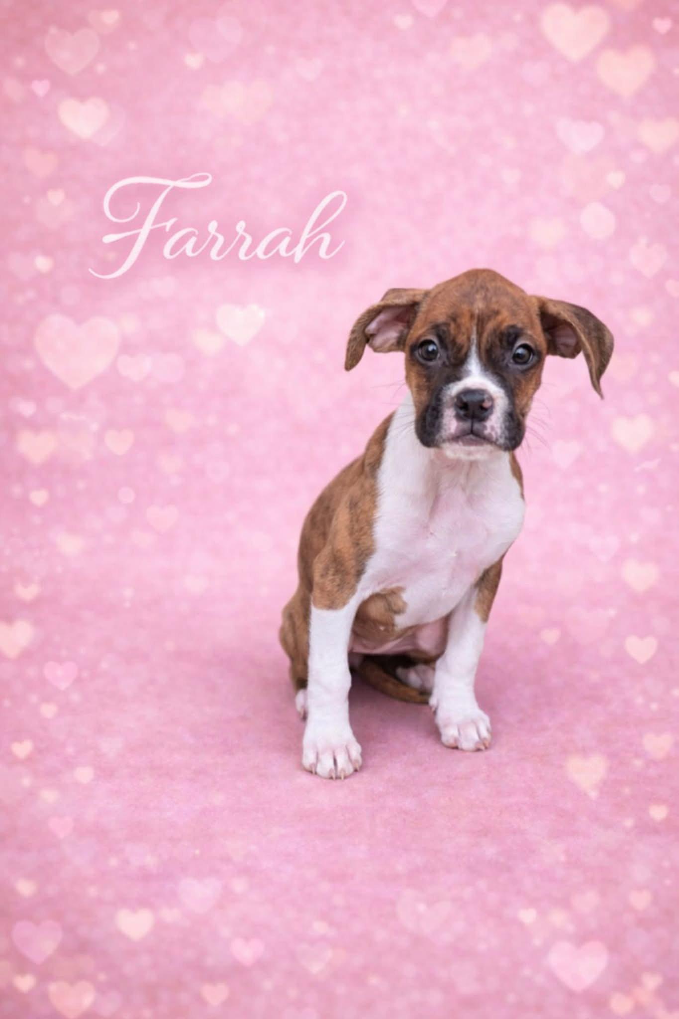 Farrah, Adopted, Puppy Female Boxer.