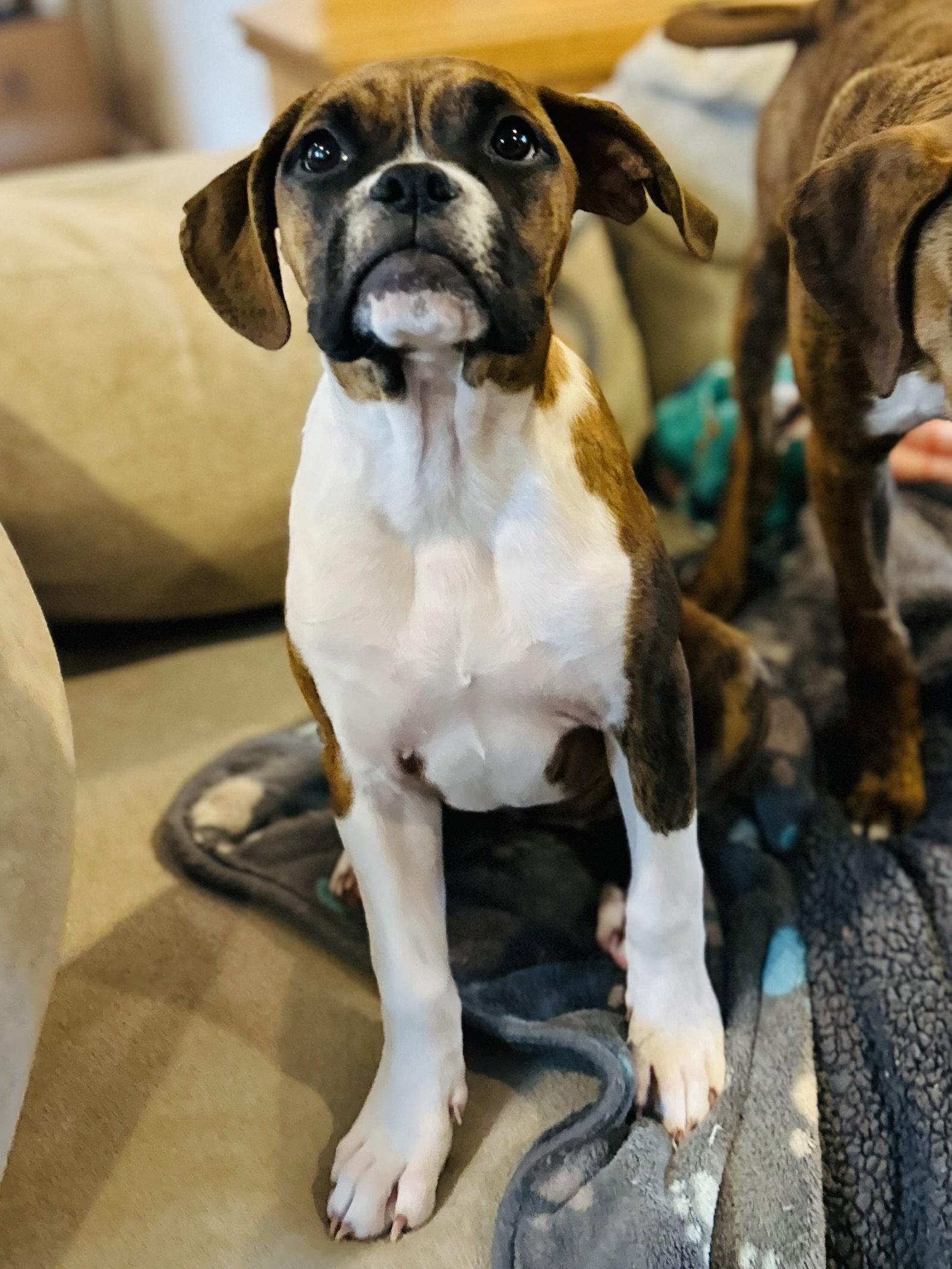 Farrah, a Adopted Boxer in Elizabethtown, PA image 2/3