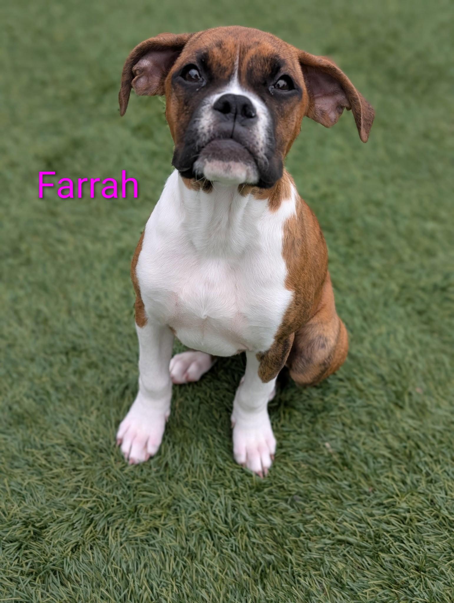 Farrah, a Adopted Boxer in Elizabethtown, PA image 3/3