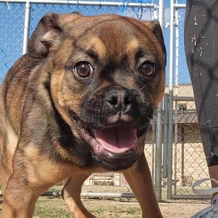 Enlarge Maggie, a Adoptable mixed breed in Grapevine, TX image 1/5