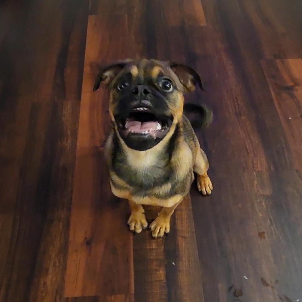 Enlarge Maggie, a Adoptable mixed breed in Grapevine, TX image 2/5